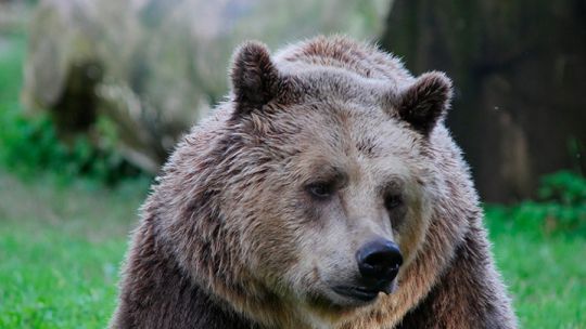 Brown-bear.jpg
