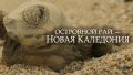 Dokum_Kaledoniya.jpg