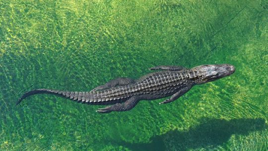 Natures-Most-Dangerous.jpg