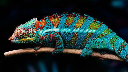 Natures-Weirdest.jpg