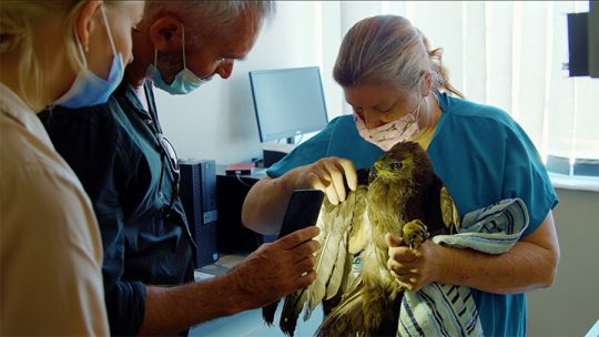 Owl-Rescue-Episode-3_19.jpg