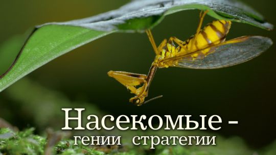 insects.jpg