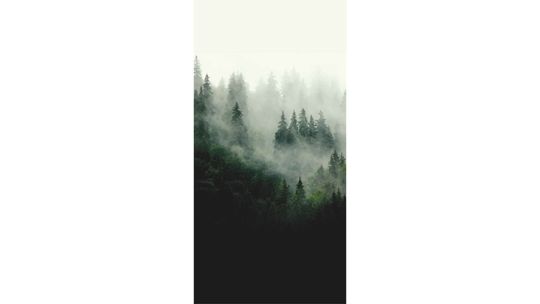 О-деревьях-и-лесах.jpg